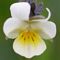 Viola arvensis