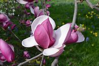 Magnolia x soulangeana 7
