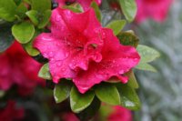 Rhododendron simsii 9