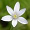 Ornithogalum umbellatum