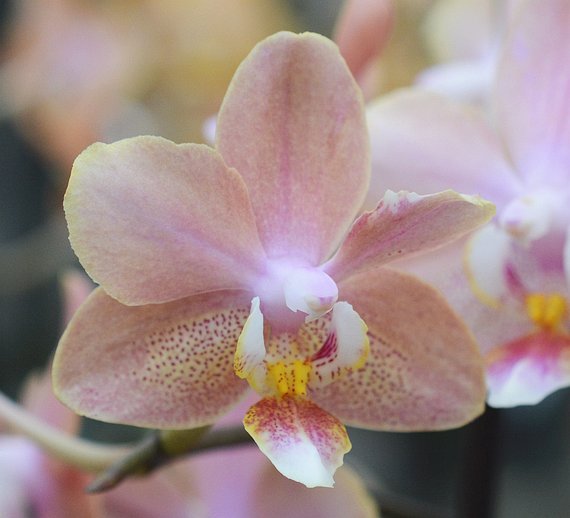 Phalaenopsis Odorion