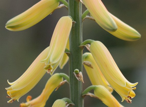 foto aloe vera Aloe vera (A. barbadensis) Medicinal Aloe main image 0