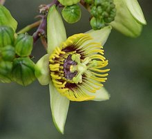 Passiflora coriacea