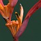 Heliconia psittacorum