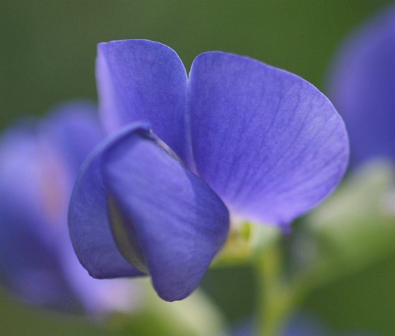 Baptisia australis