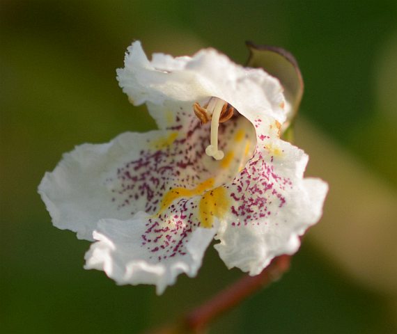Catalpa ovata