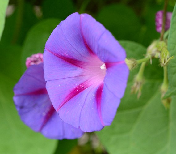 Ipomoea purpurea