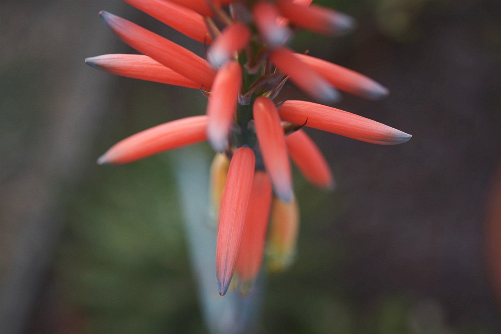 Schwarzstachelige Aloe 6