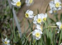 Narcissus tazetta 3