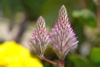 Trifolium arvense 1