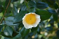 Camellia japonica 1