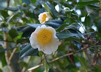 Camellia japonica 4
