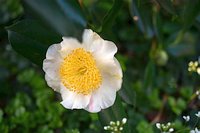 Camellia japonica 5