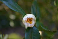 Camellia japonica 7
