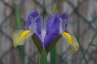 Iris x hollandica 3