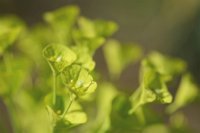 Euphorbia wulfenii 2