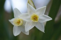 Narcissus dubius 3