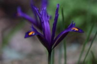 Iris reticulata 2