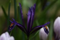 Iris reticulata 3