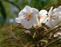 Rhododendron himantodes 1