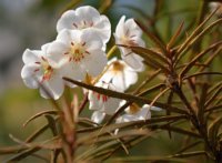 Rhododendron himantodes 2