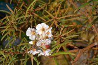 Rhododendron himantodes 5