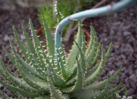 Aloe melanacantha 3
