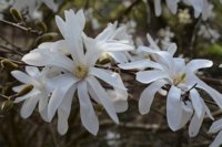 Magnolia stellata 5
