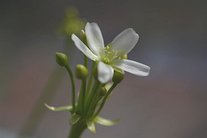 Dionaea muscipula 6