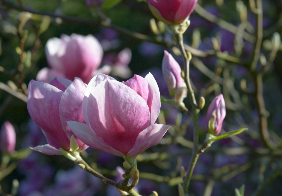 Tulpen Magnolie 9