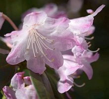 Rhododendron degronianum ssp. heptamerum