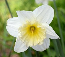Narcissus Hybride