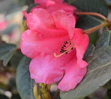 Rhododendron Lori Eichelser