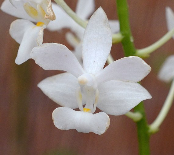 Doritis Pulcherrima (Doritis pulcherrima var. alba) Familie der Orchideengewächse
