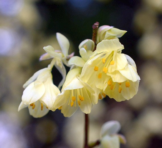 Niedrige Scheinhasel (Corylopsis pauciflora) Familie der Zaubernussgewächse