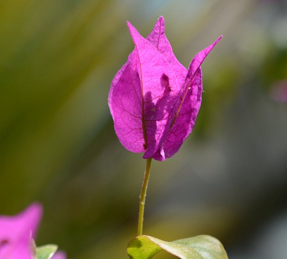 Pracht Bougainvillee (Bougainvillea spectabilis) Familie der Wunderblumengewächse