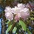Rhododendron polylepis aff.