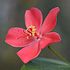 Hibiscus ferrugineus