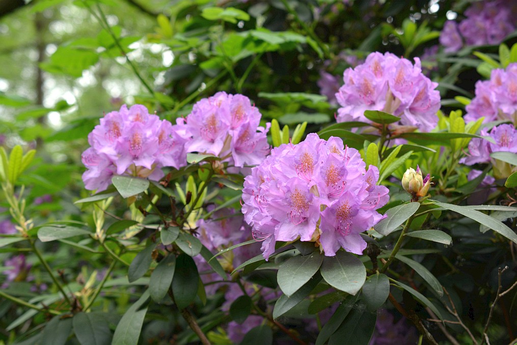 Rhododendron Hybride 7