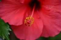 Hibiscus rosa-sinensis 4