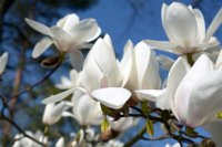 Magnolia soulangeana 3