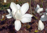 Magnolia soulangeana 4