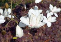 Magnolia soulangeana 5