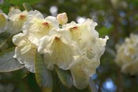 Rhododendron aberconwayi 1
