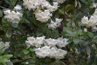 Rhododendron aberconwayi 5