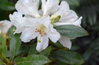 Rhododendron diaprepes 1