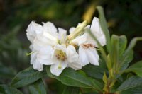 Rhododendron diaprepes 4