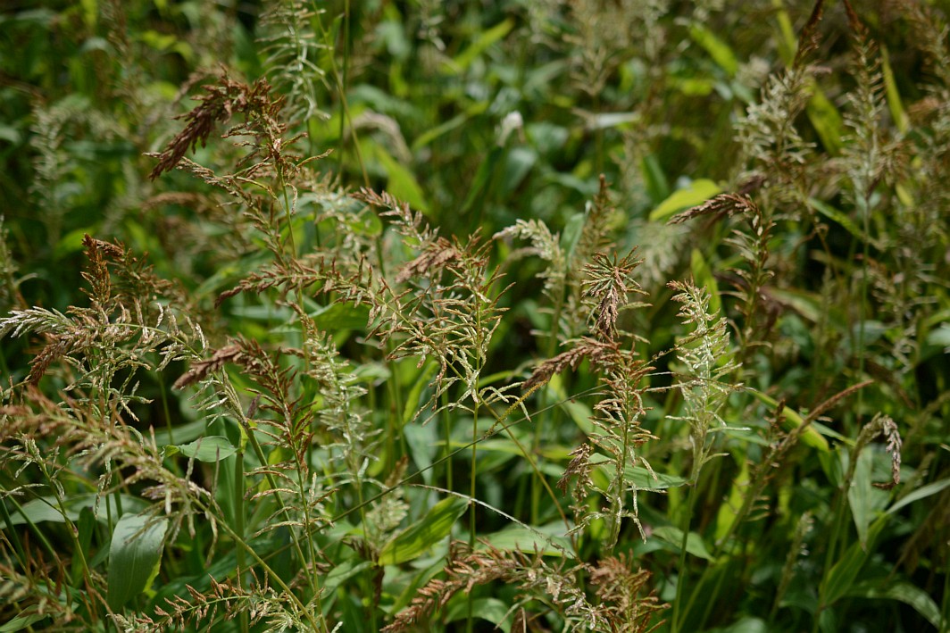 Peru Pfannengrass 04
