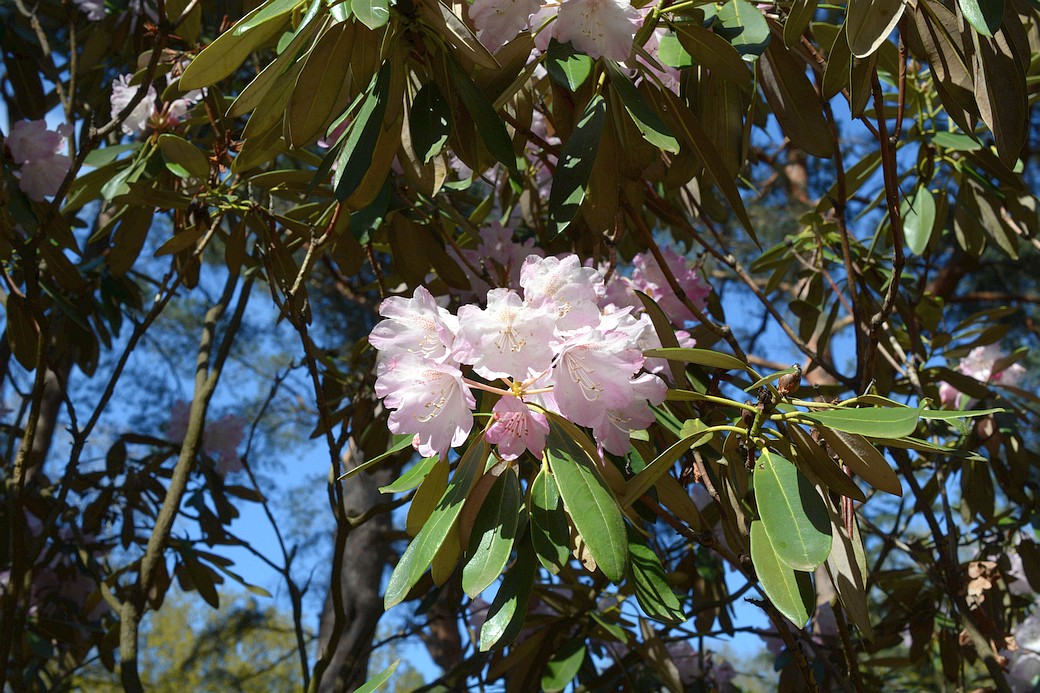 Rhododendron Polylepis