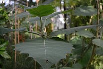 Vasconcellea cauliflora 4